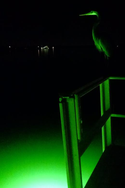 Bird at night